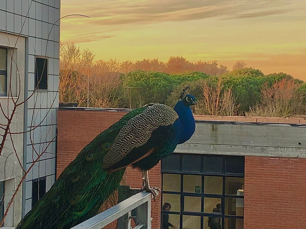 PERSEVERARE e IMPEGNARSI